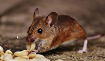 24 Hour & Emergency Exterminators in Zebulon, NC